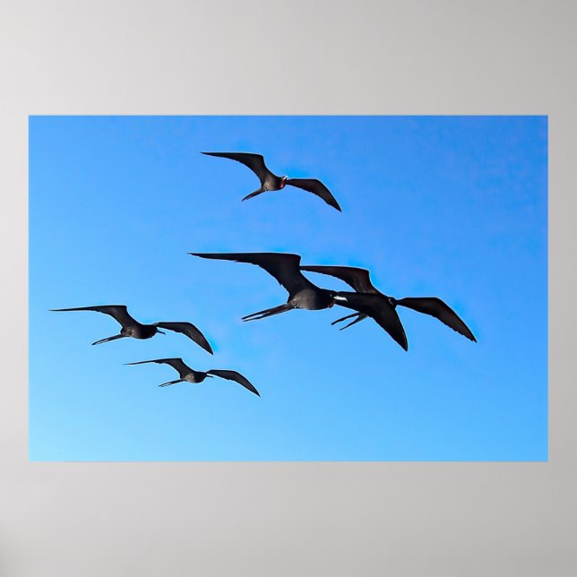 Affiche Frigatebird Flock (Devant)