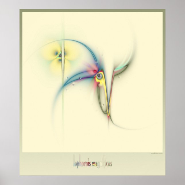 Affiche frilled coquette (Devant)