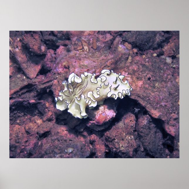 Affiche Frilly Nudibranche (Devant)