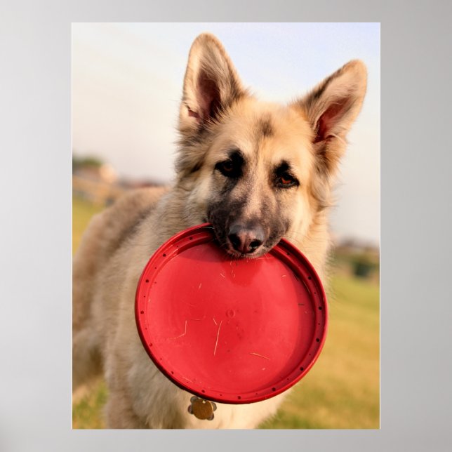 Affiche Frisbee (Devant)