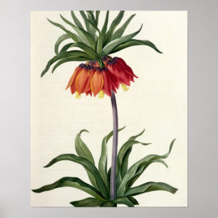 Affiche Fritillaria Imperialis de, "Les Lilacees", 1802-