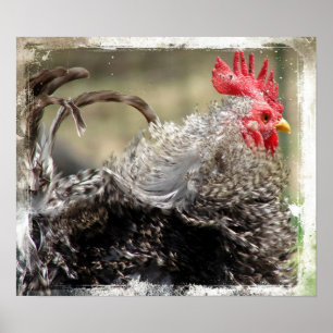 Affiche Frizzle Rooster