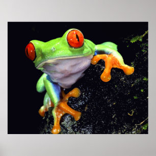 Affiche Frog 3 Print