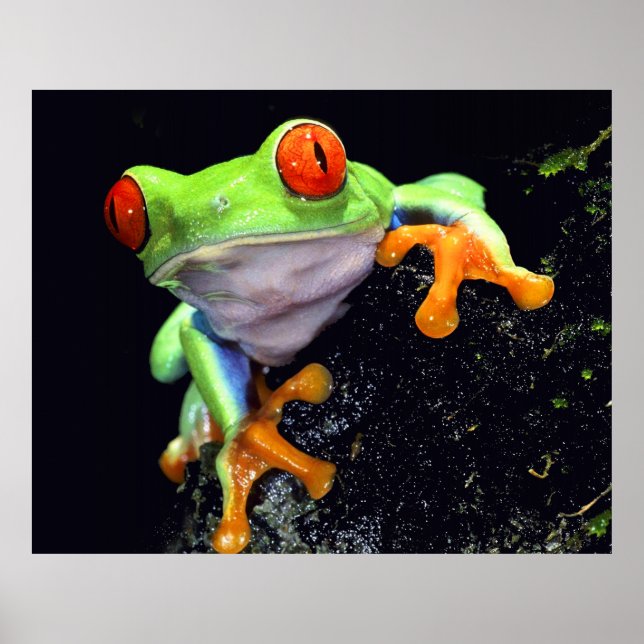Affiche Frog 3 Print (Devant)