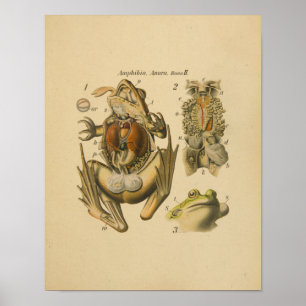 Affiche Frog Anatomy Print Paul Pfurtscheller