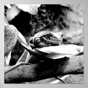 Affiche Frog On Leaf B+W