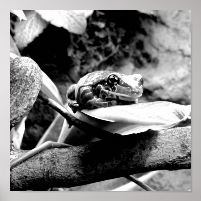 Affiche Frog On Leaf B+W (Devant)