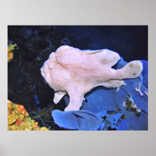Affiche Frogfish-Blanc géant