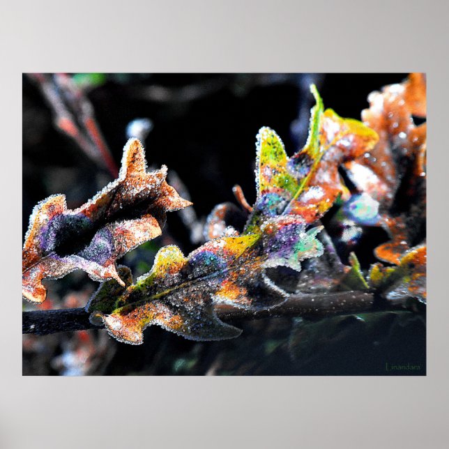 Affiche Froid de fée de chêne (Devant)