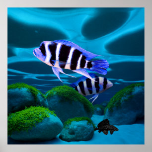 Affiche Frontosa Cichlid Plecostomus Aquarium Poisson