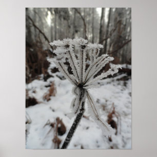 Affiche Frost d'hiver sur les plantes dans la forêt