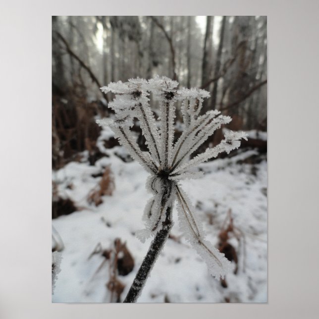 Affiche Frost d'hiver sur les plantes dans la forêt (Devant)