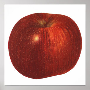 Affiche Fruit Alimentaire Ancien, Pomme Rouge Délicieuse B