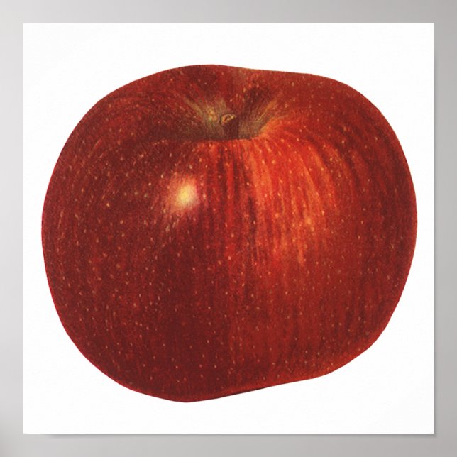 Affiche Fruit Alimentaire Ancien, Pomme Rouge Délicieuse B (Devant)