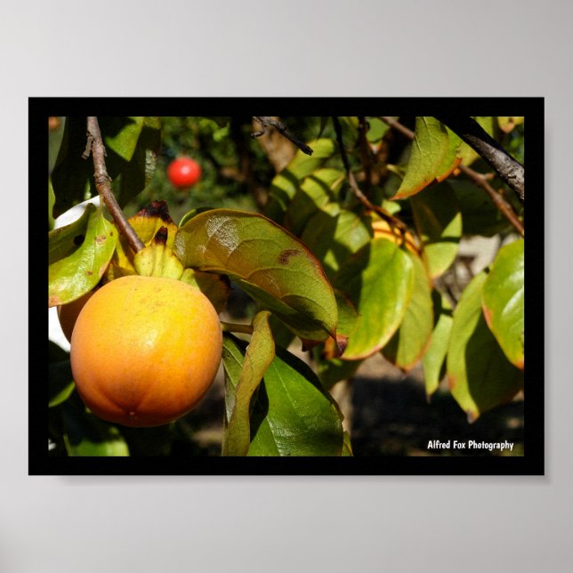 Affiche Fruit de kaki dans l'arbre (Devant)