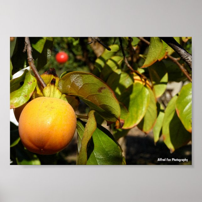 Affiche Fruit de kaki dans l'arbre (Devant)