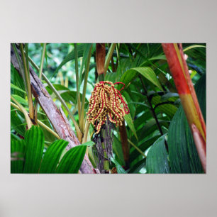 Affiche Fruit de palmier à Hawaii
