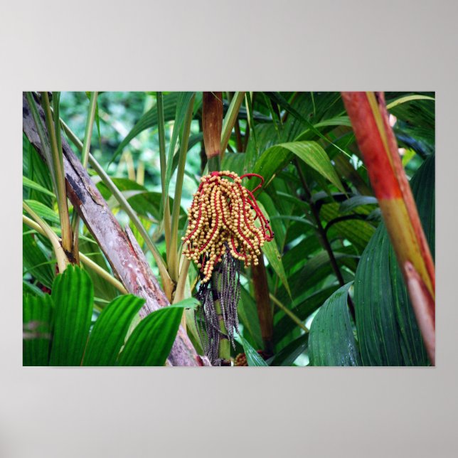 Affiche Fruit de palmier à Hawaii (Devant)