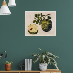 Affiche Fruit et feuillage durian