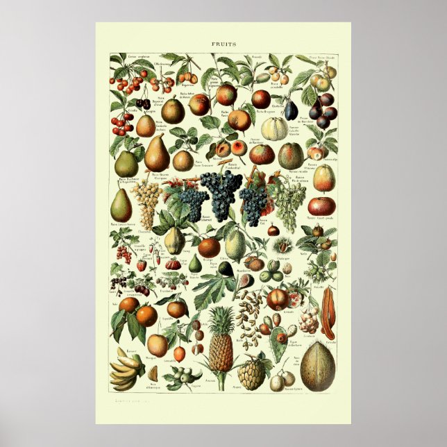 Affiche Fruit vintage par Adolphe Millot (Devant)