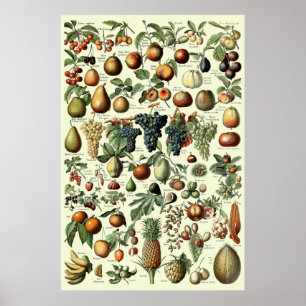 Affiche Fruit vintage par Adolphe Millot