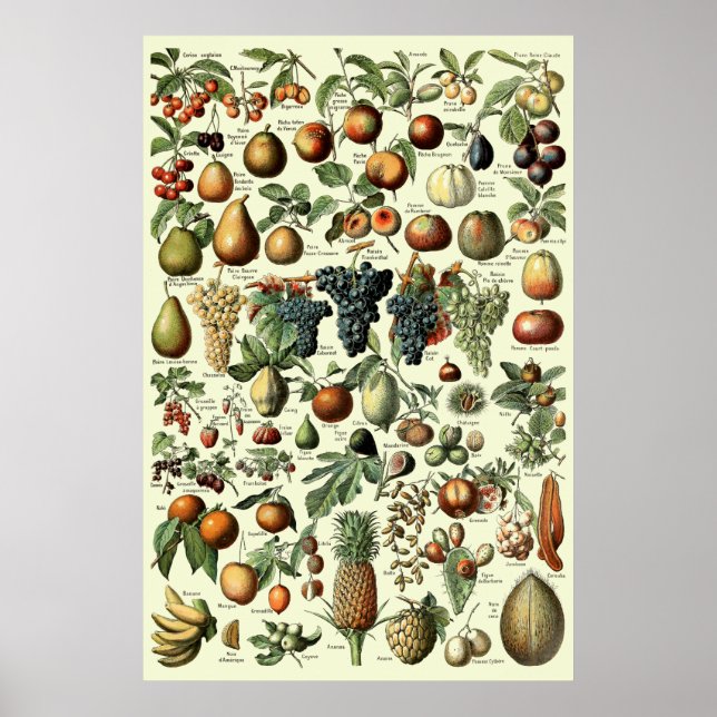 Affiche Fruit vintage par Adolphe Millot (Devant)