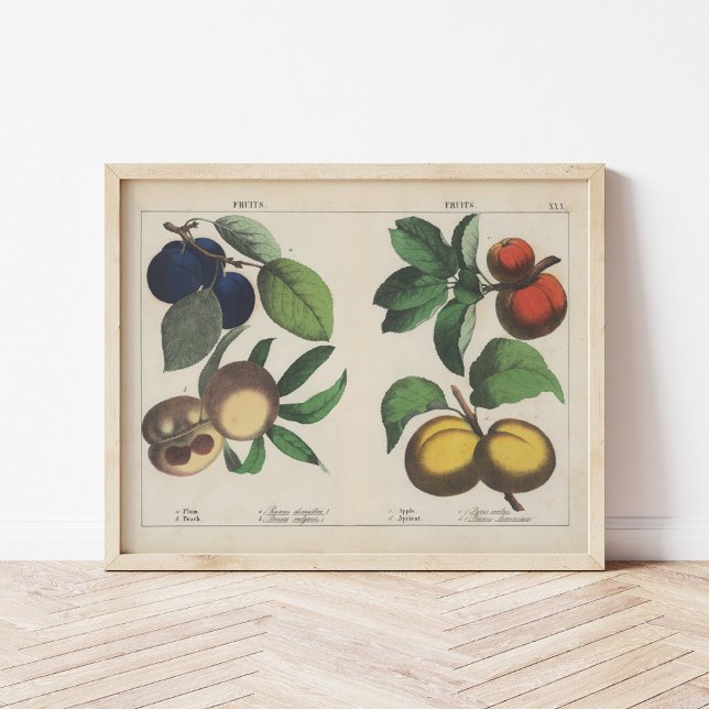 Affiche Fruits | Charlotte Mary Yonge (Créateur téléchargé)
