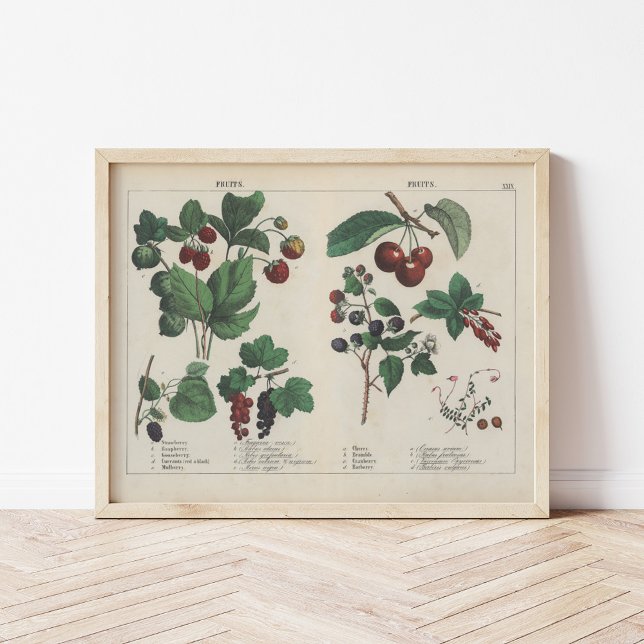 Affiche Fruits | Charlotte Mary Yonge (Créateur téléchargé)