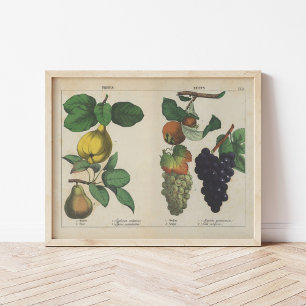 Affiche Fruits   Charlotte Mary Yonge