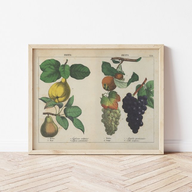 Affiche Fruits | Charlotte Mary Yonge (Créateur téléchargé)
