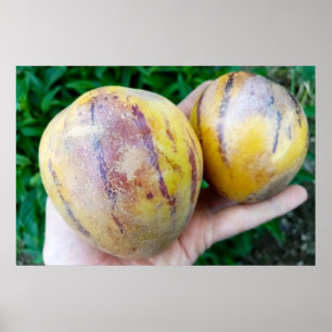 Affiche Fruits de melon de Pepino