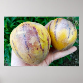 Affiche Fruits de melon de Pepino