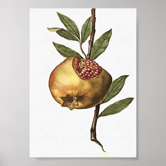 Affiche Fruits Et Graines De Grenade Méditerranéenne Botan (Devant)