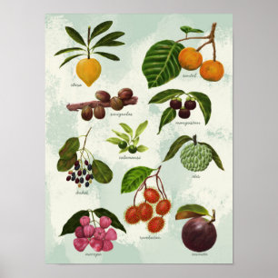 Affiche Fruits tropicaux Philippins exotiques peints à la 