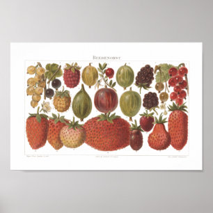 Affiche Fruits vintages Berries Antique esthétique