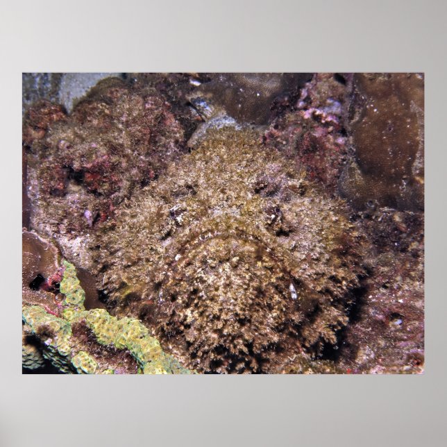 Affiche Frumpy Stonefish (Devant)