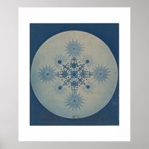 Affiche Frustules de Diatomées par Julius Wiesner