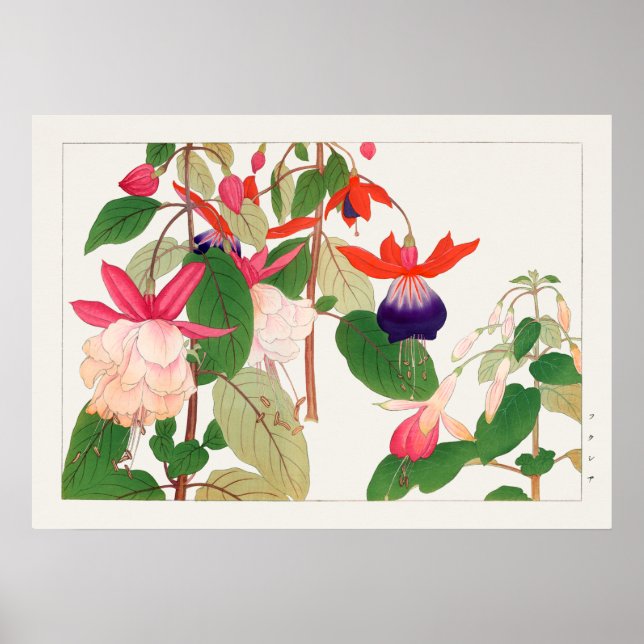 Affiche Fuchsia, Fleurs rouges violettes roses, Tanigami K (Devant)