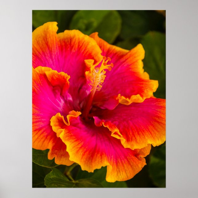 Affiche Fuchsia hawaïenne et Hibiscus orange (Devant)