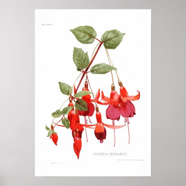 Affiche Fuchsia "Monarque" (Devant)