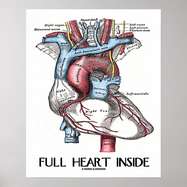 Affiche Full Heart Inside Anatomical Illustration (Devant)