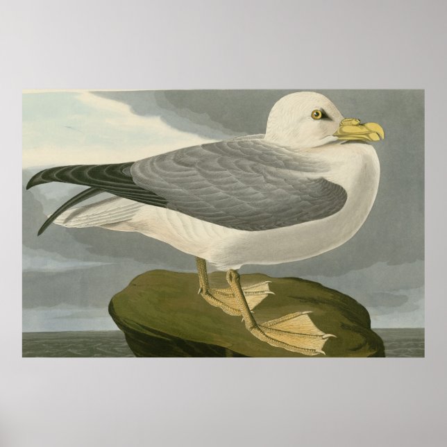 Affiche Fulmar Petrel (Devant)