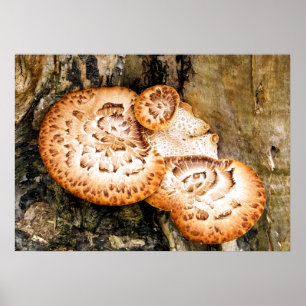 AFFICHE FUNGI