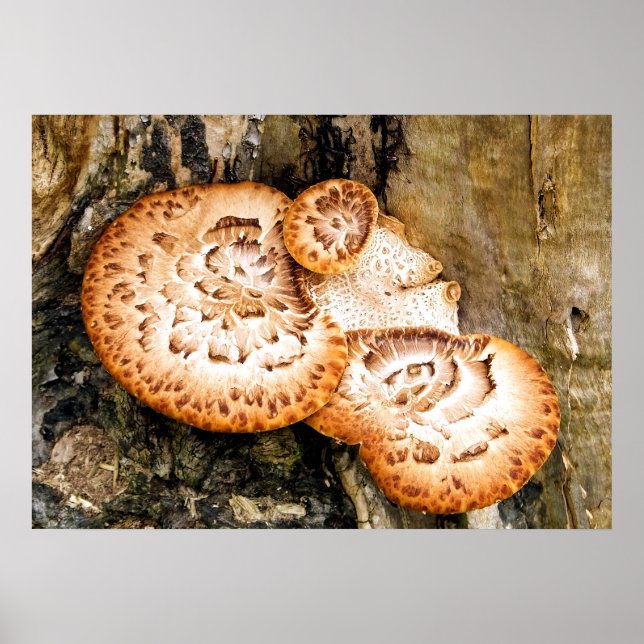 AFFICHE FUNGI (Devant)