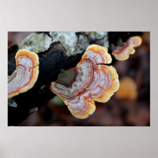 Affiche Fungus d'une succursale