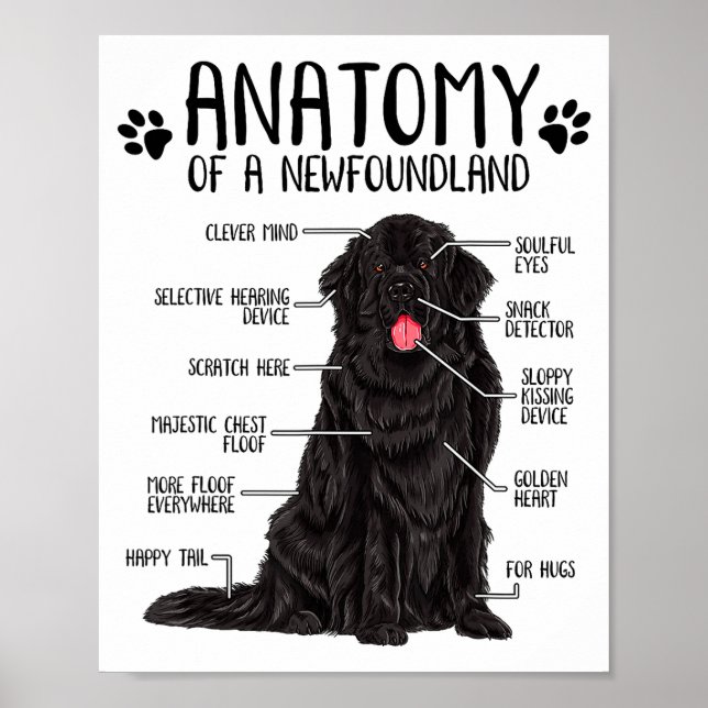 Affiche Funny Anatomy Newfoundland Dog Cute Newfie Lover  (Devant)