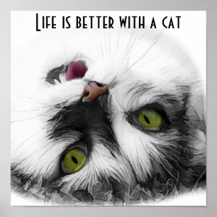 Affiche Funny Chat classique