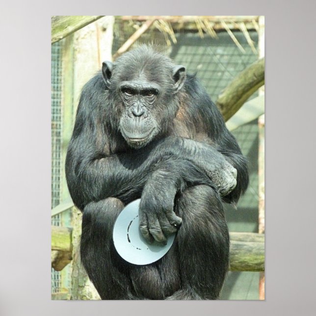 AFFICHE FUNNY CHIMPANZEE (Devant)