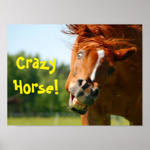 Affiche Funny Crazy Horse Animal