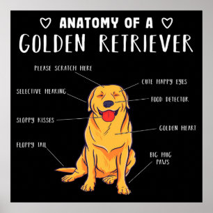 Affiche Funny Dog Anatomy Of A Golden Retriever
